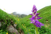 93 Bellissimo fiore di orchidea